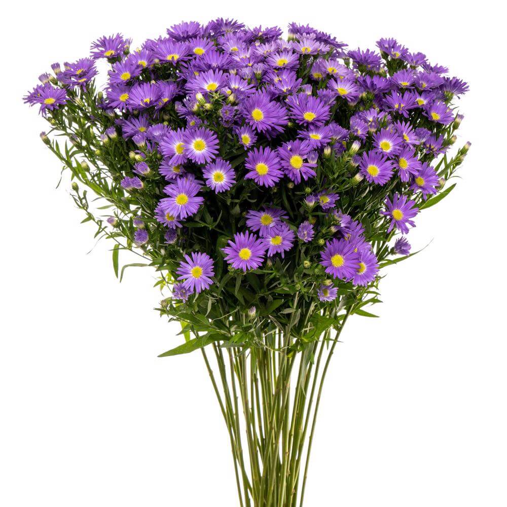 Asters Monte Casino Purple