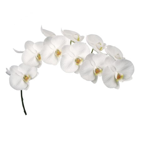 Orchid Phalaenopsis White