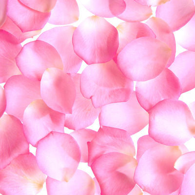 Light Pink Rose Petals