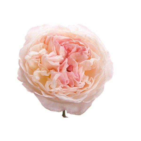 Garden Rose Blush Pink