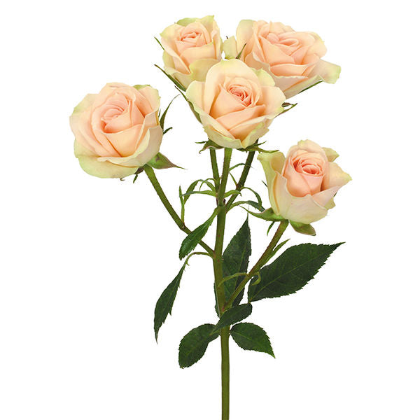Spray Roses Peach