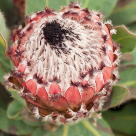 Protea Queen