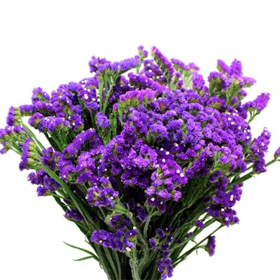 Statice Purple