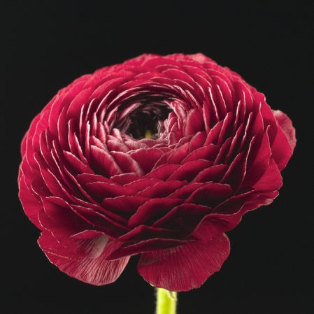 Ranunculus Cranberry
