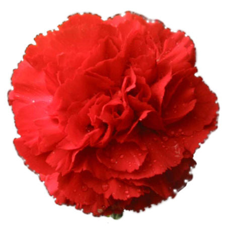 Carnation Red