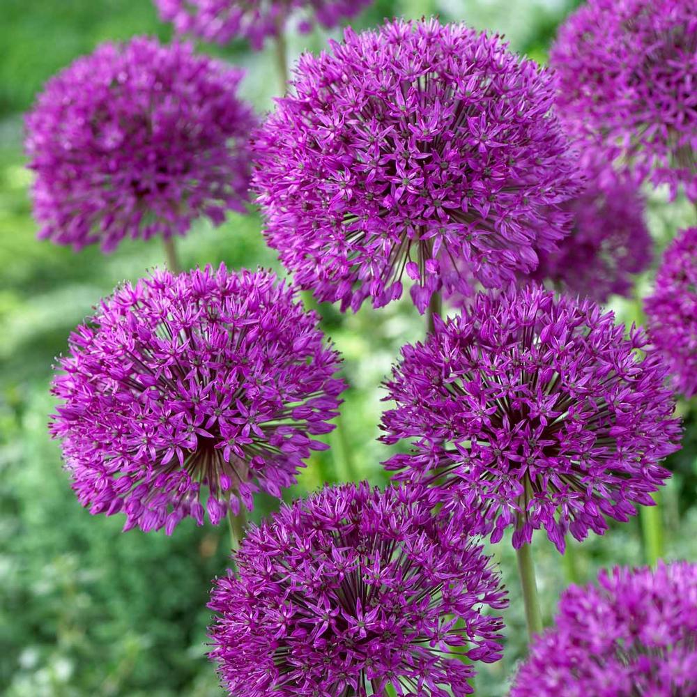 Bulk Allium