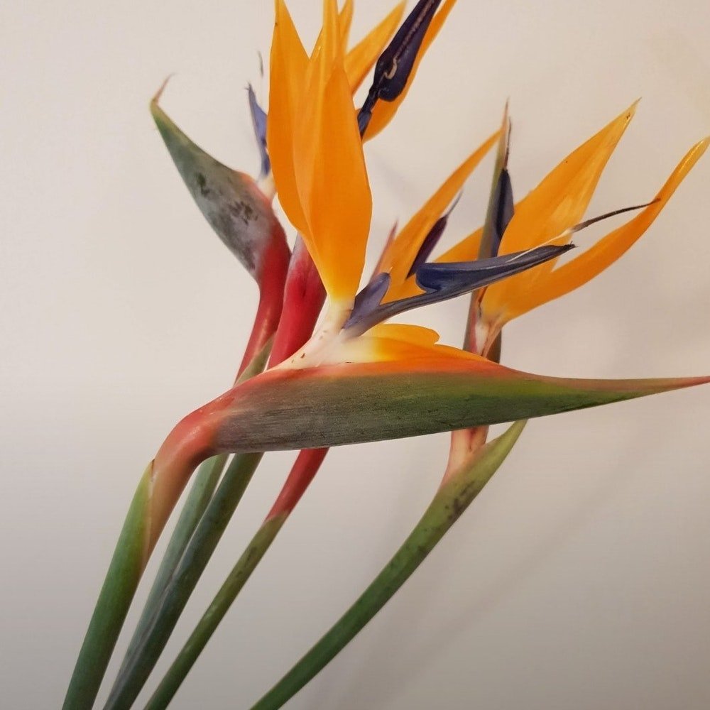 Bulk Bird of Paradise