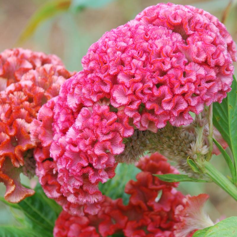 Bulk Celosia