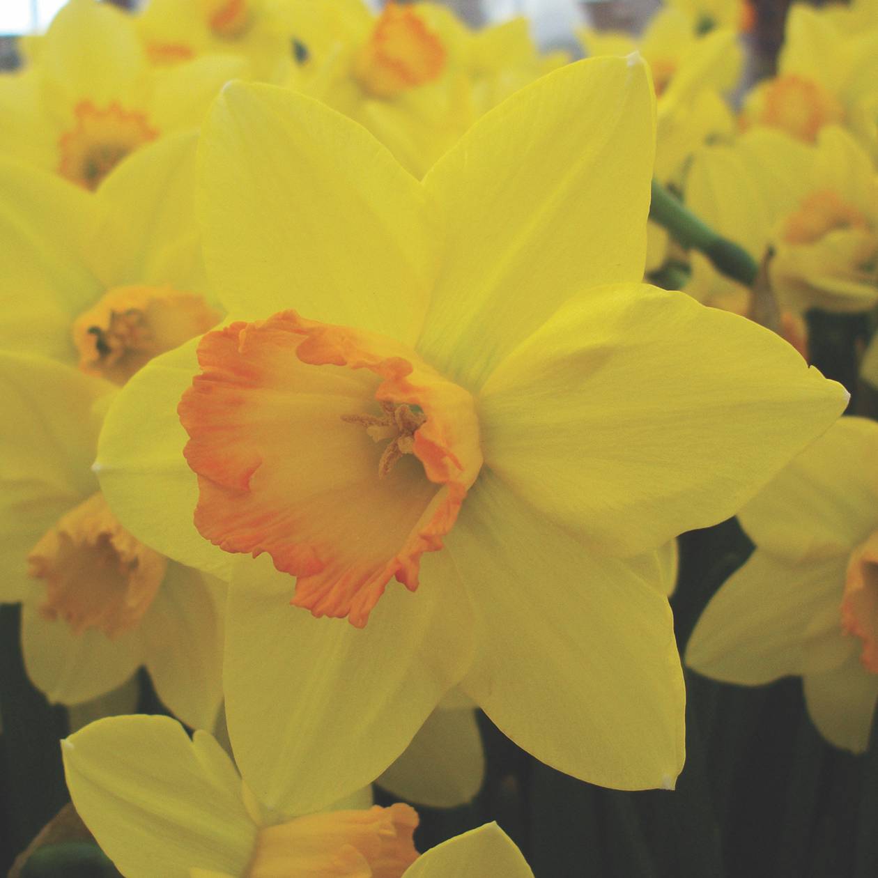 Daffodils