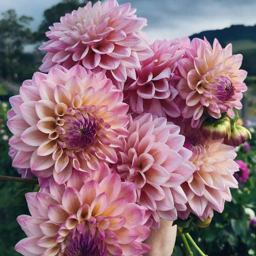 Bulk Dahlias