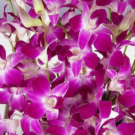 Bulk Orchid Dendrobium