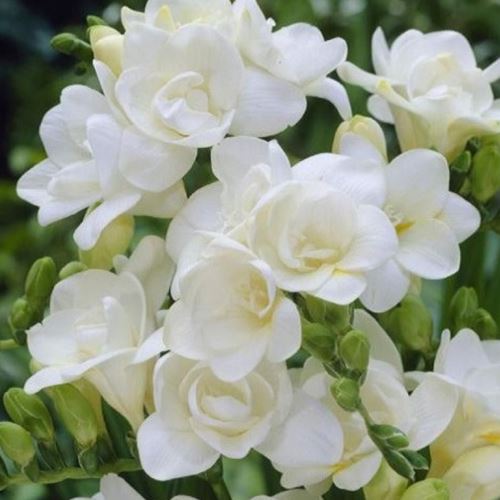 Bulk Freesia