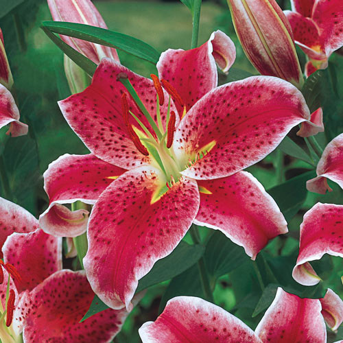 Bulk Lilies