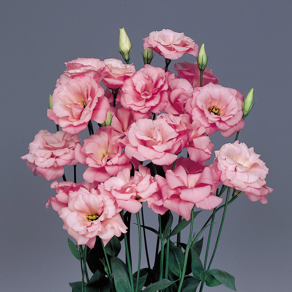 Bulk Lisianthus