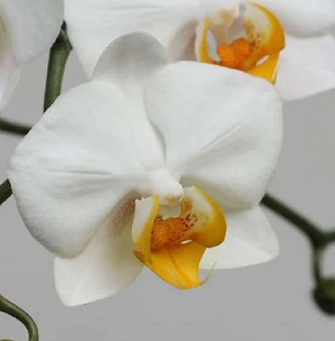 Phalaenopsis Orchids