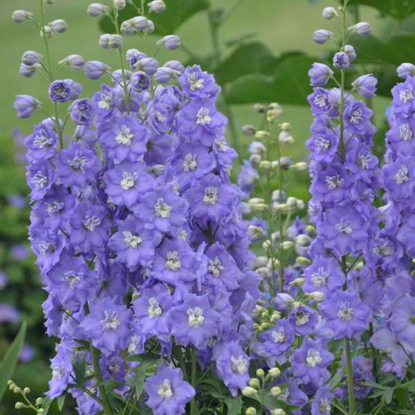 Larkspur