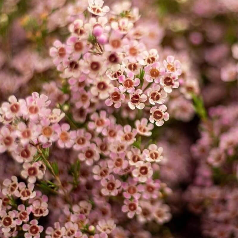 Bulk Wax Flowers