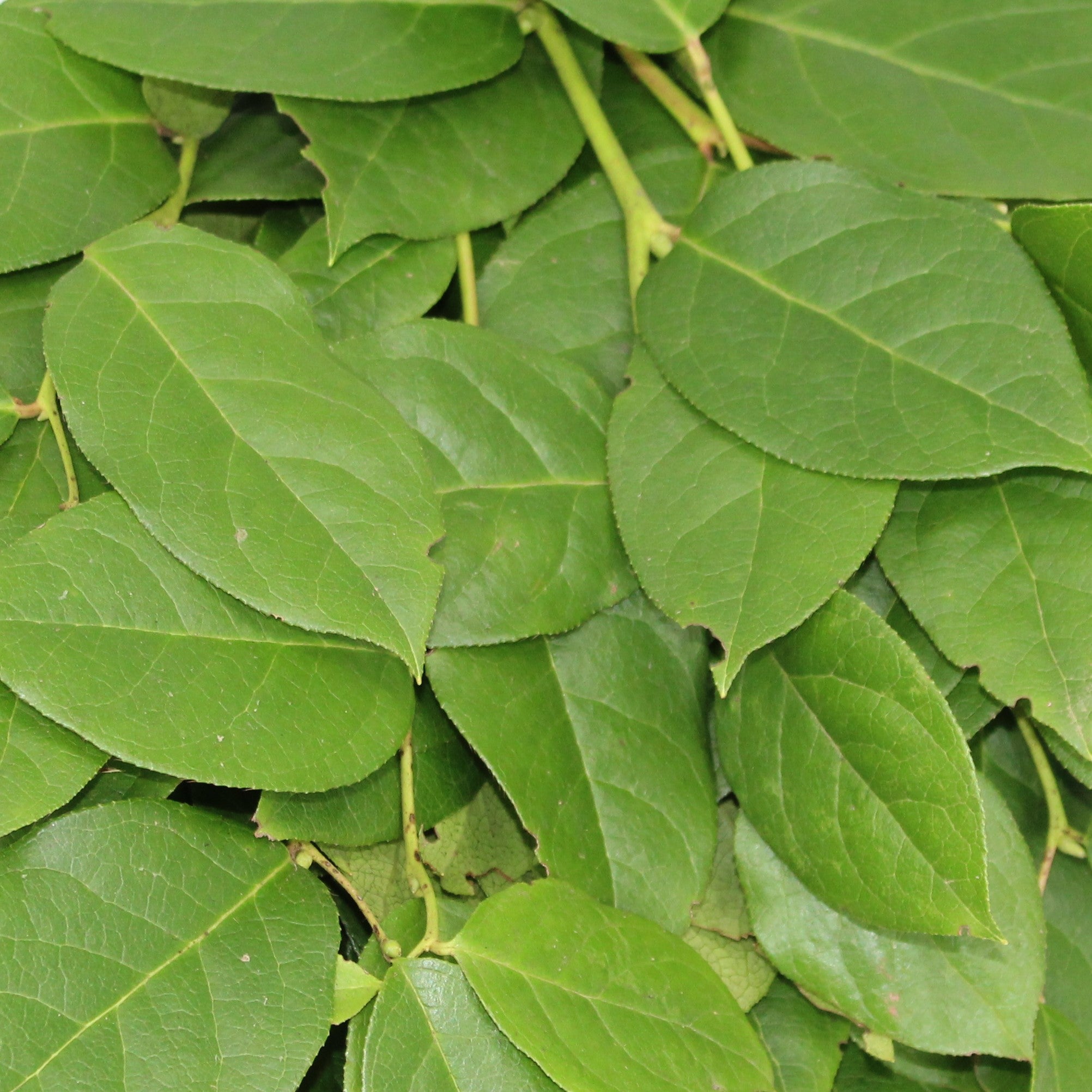 Salal