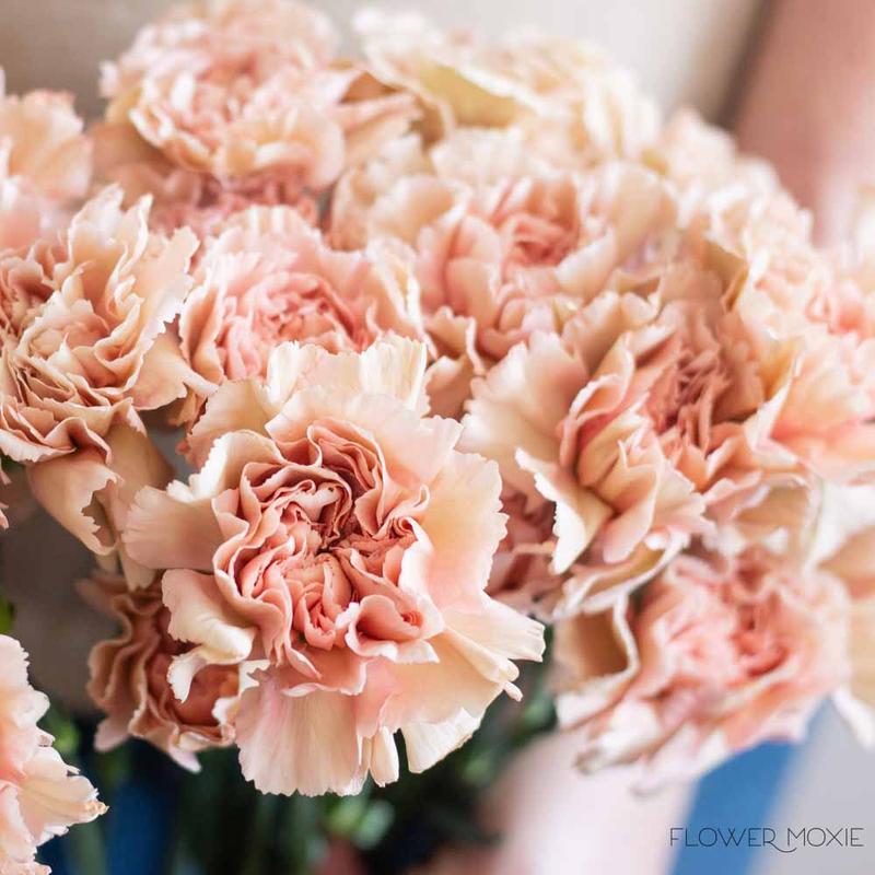 Bulk Carnations