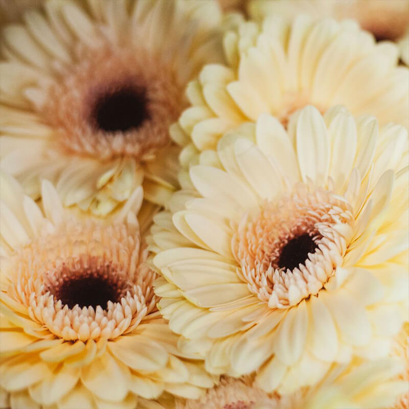 Bulk Gerbera