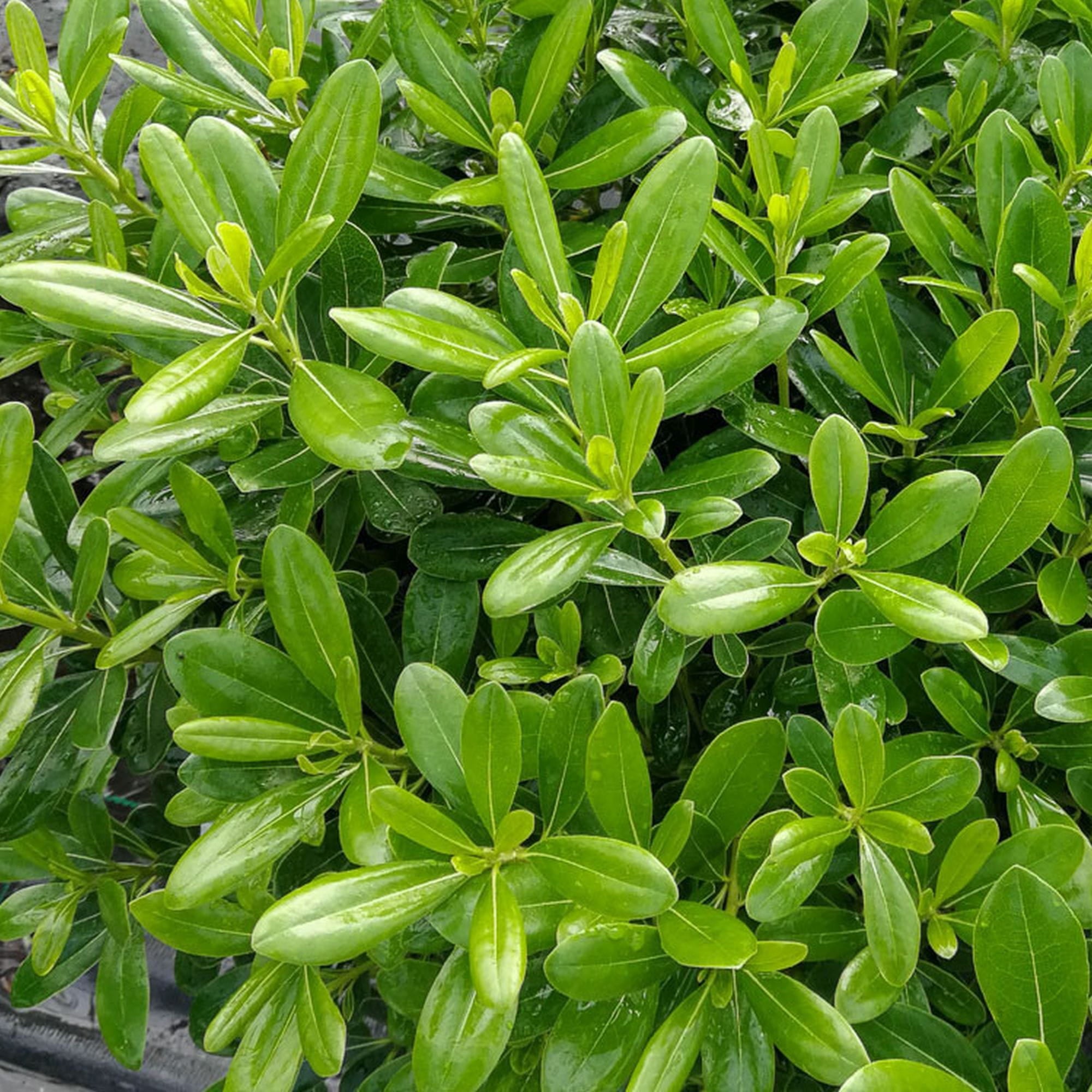 Pittosporum