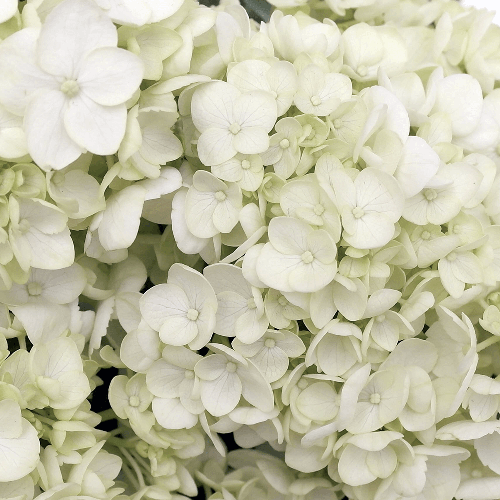 Bulk Hydrangeas