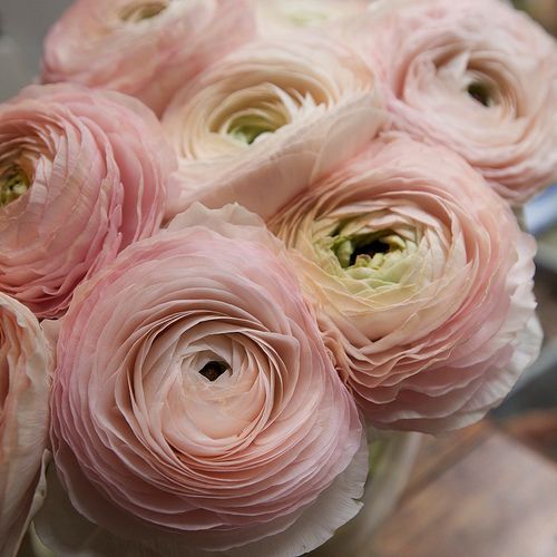 Bulk Ranunculus