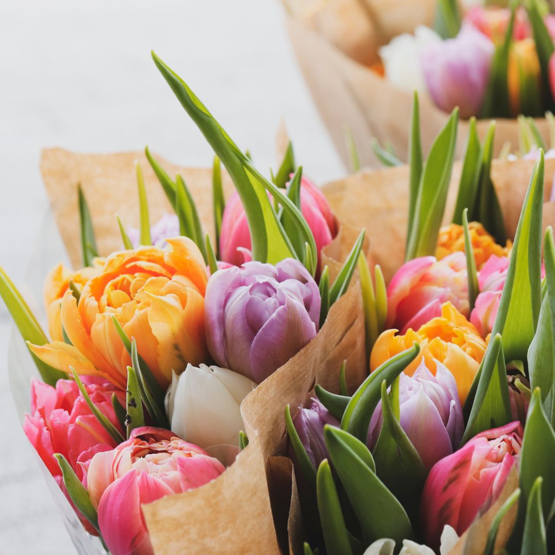 Bulk Tulips