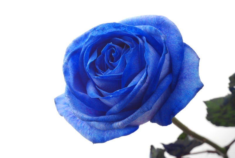 Rose Blue