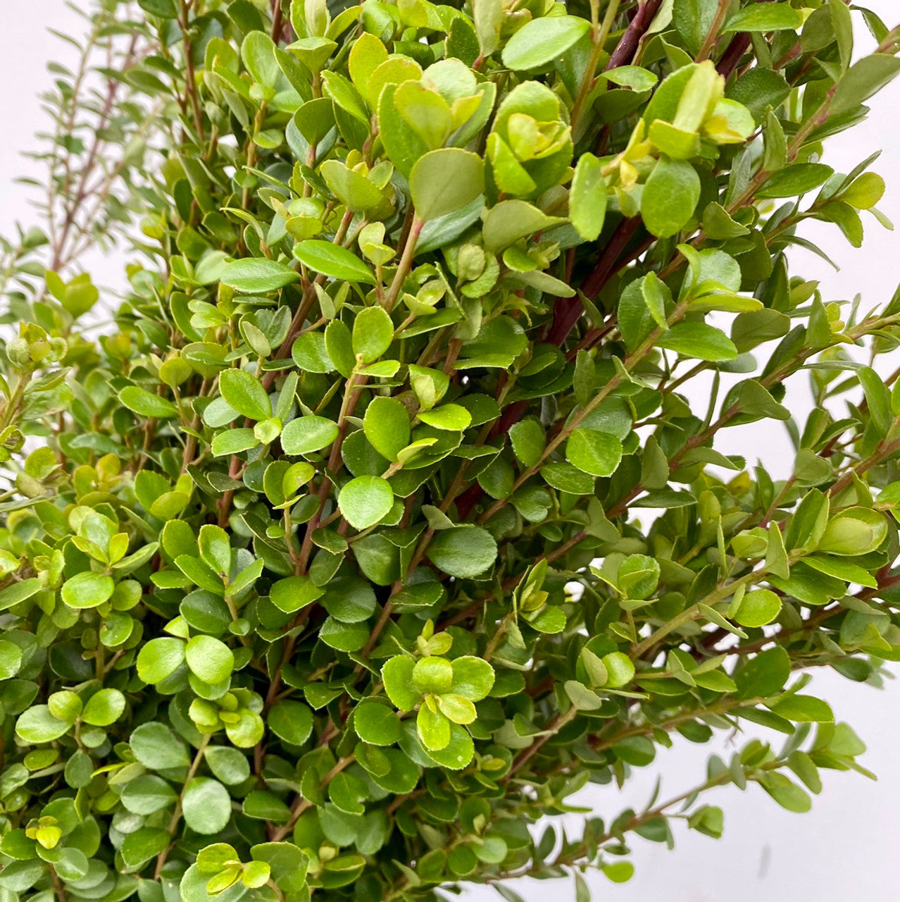 Bulk Boxwood