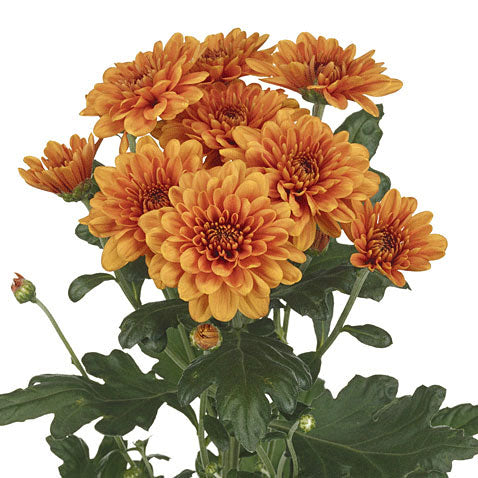 Chrysanthemum Flat Cushion Copper