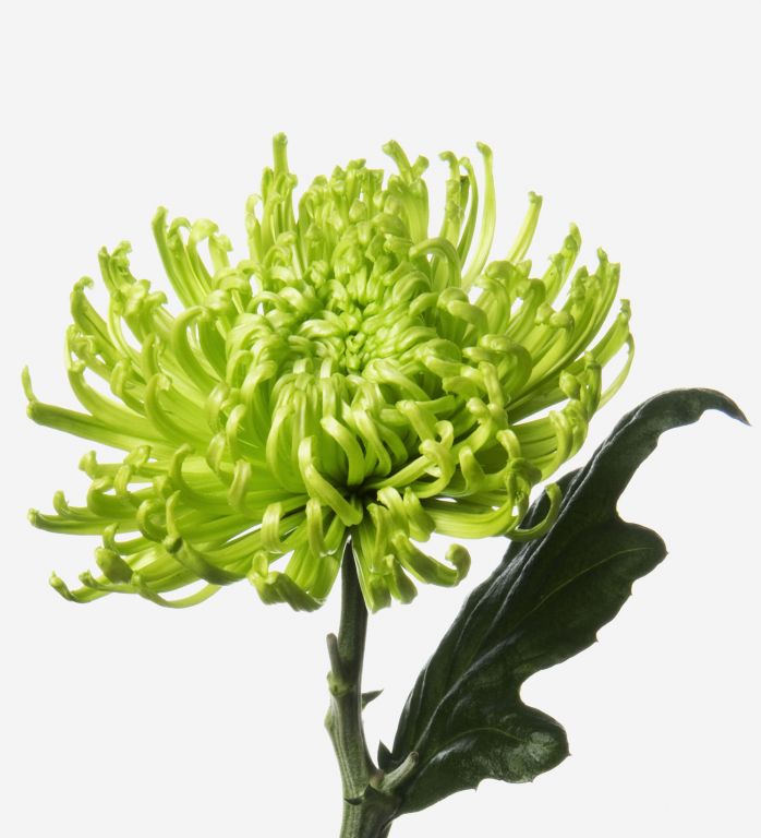 Chrysanthemum Fuji Spider Green