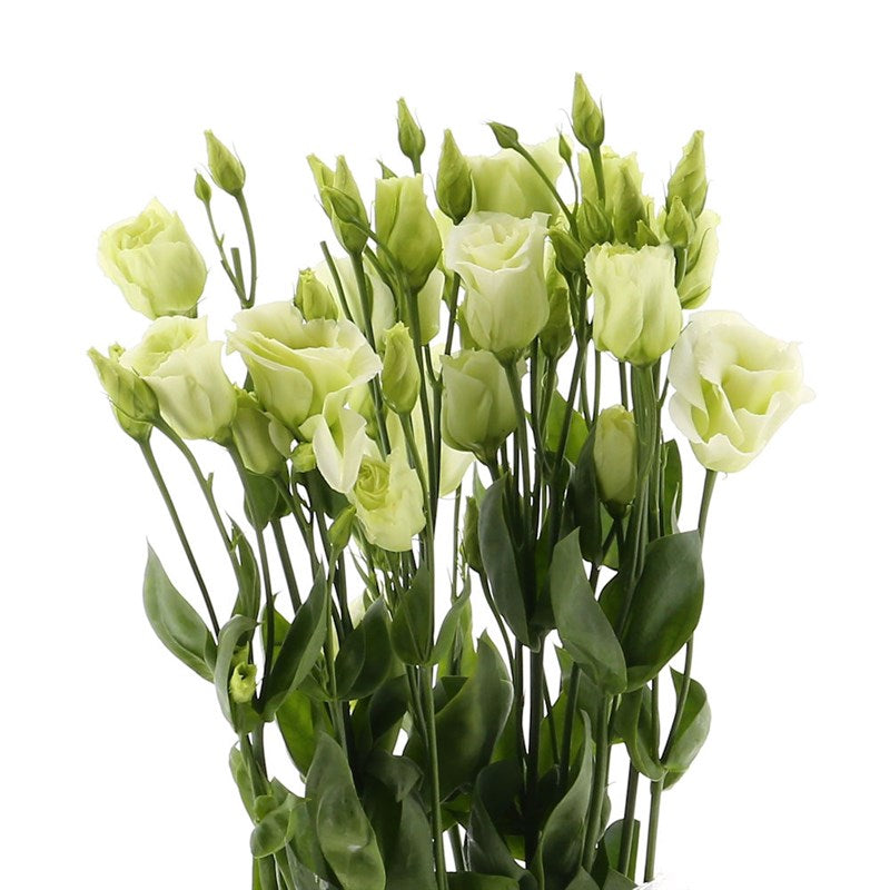 Lisianthus Green