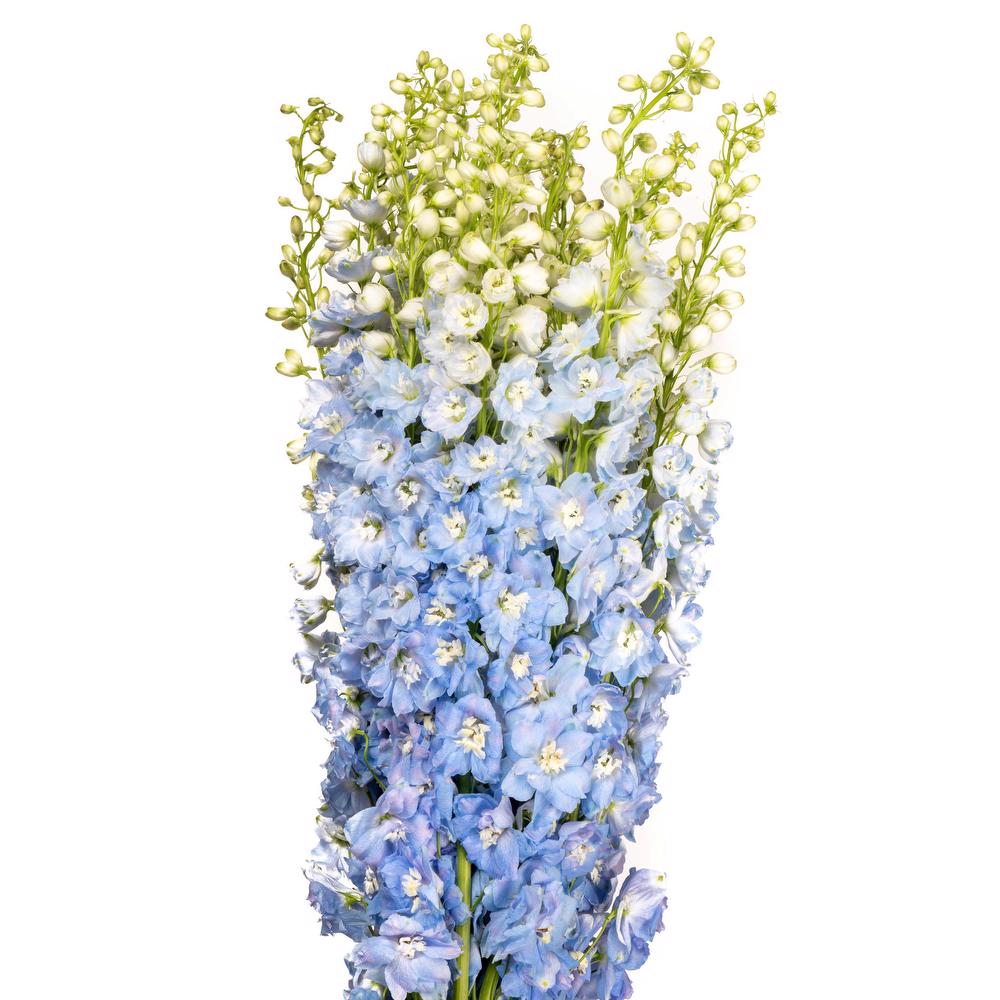 Delphinium Light Blue