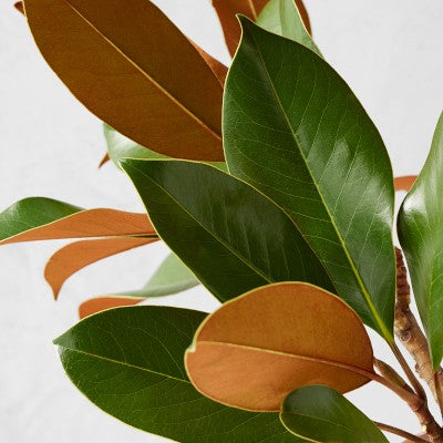 Magnolia Leaves