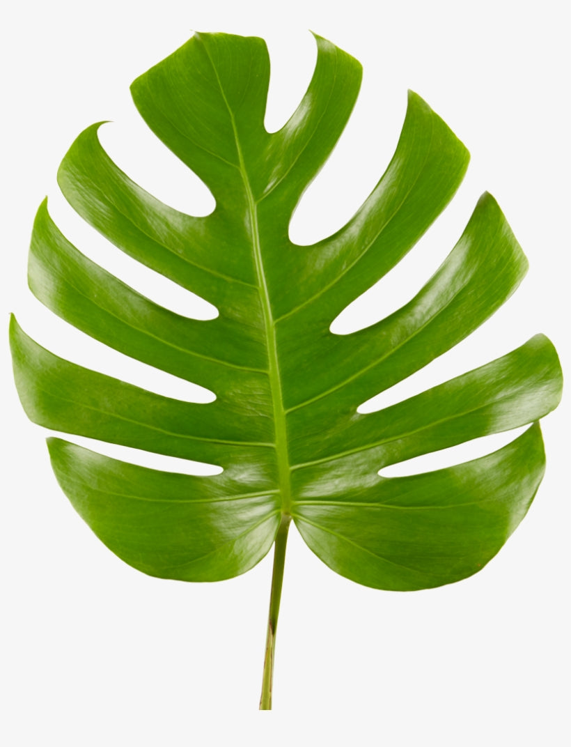 Monstera