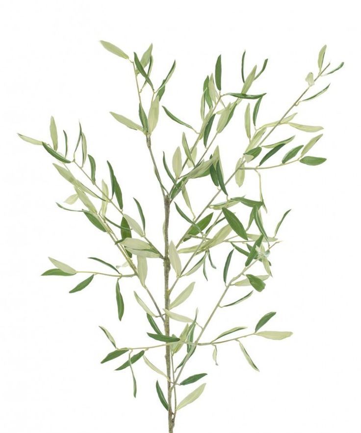 Olive Branch