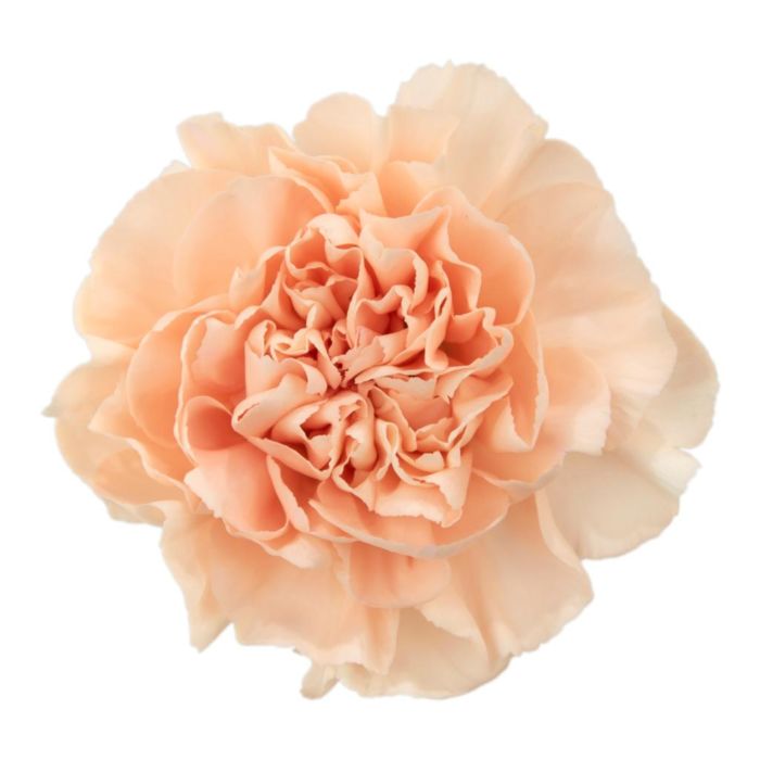 Carnation Peach