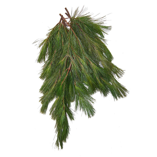 Long Needle Pine