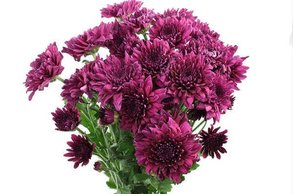 Chrysanthemum Flat Cushion Purple