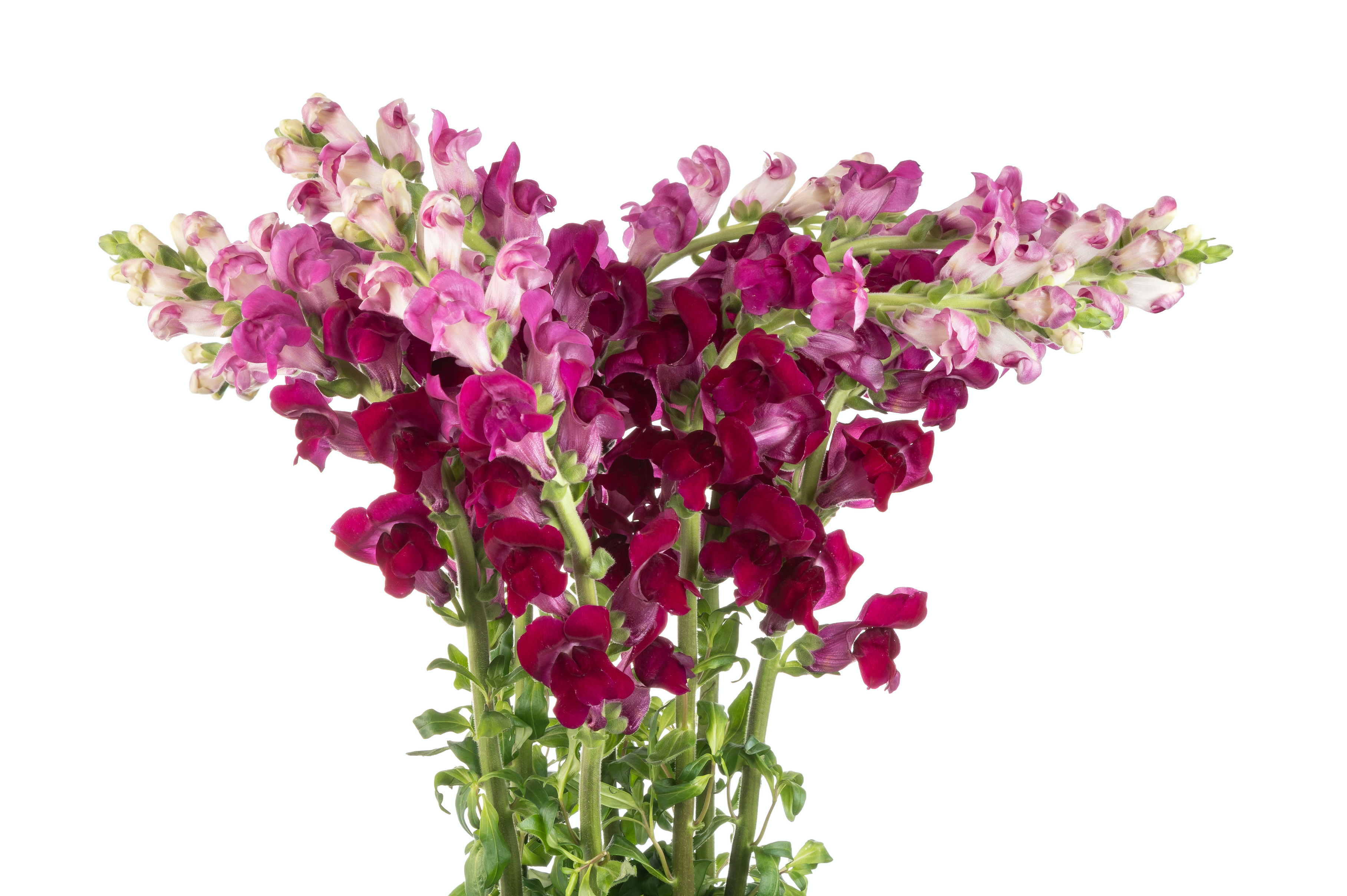 Snapdragons Purple