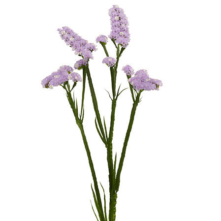 Statice Lavender