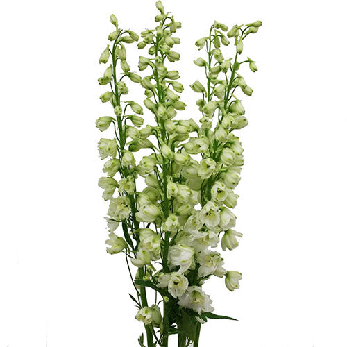 Delphinium White