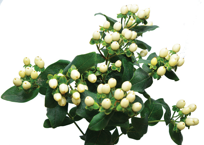 Hypericum Berries White