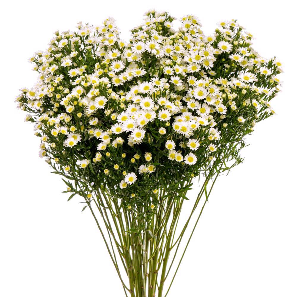 Aster Monte Casino White