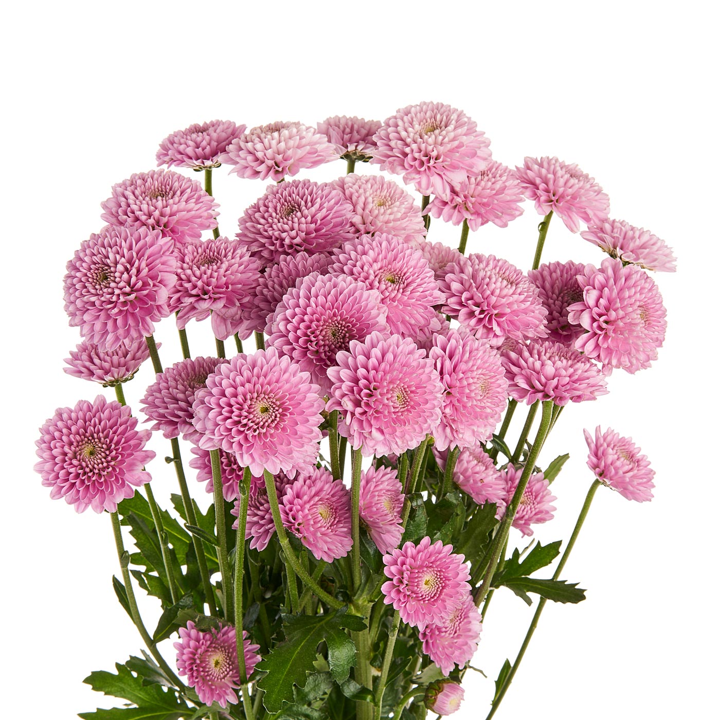 Chrysanthemum Button Lavender