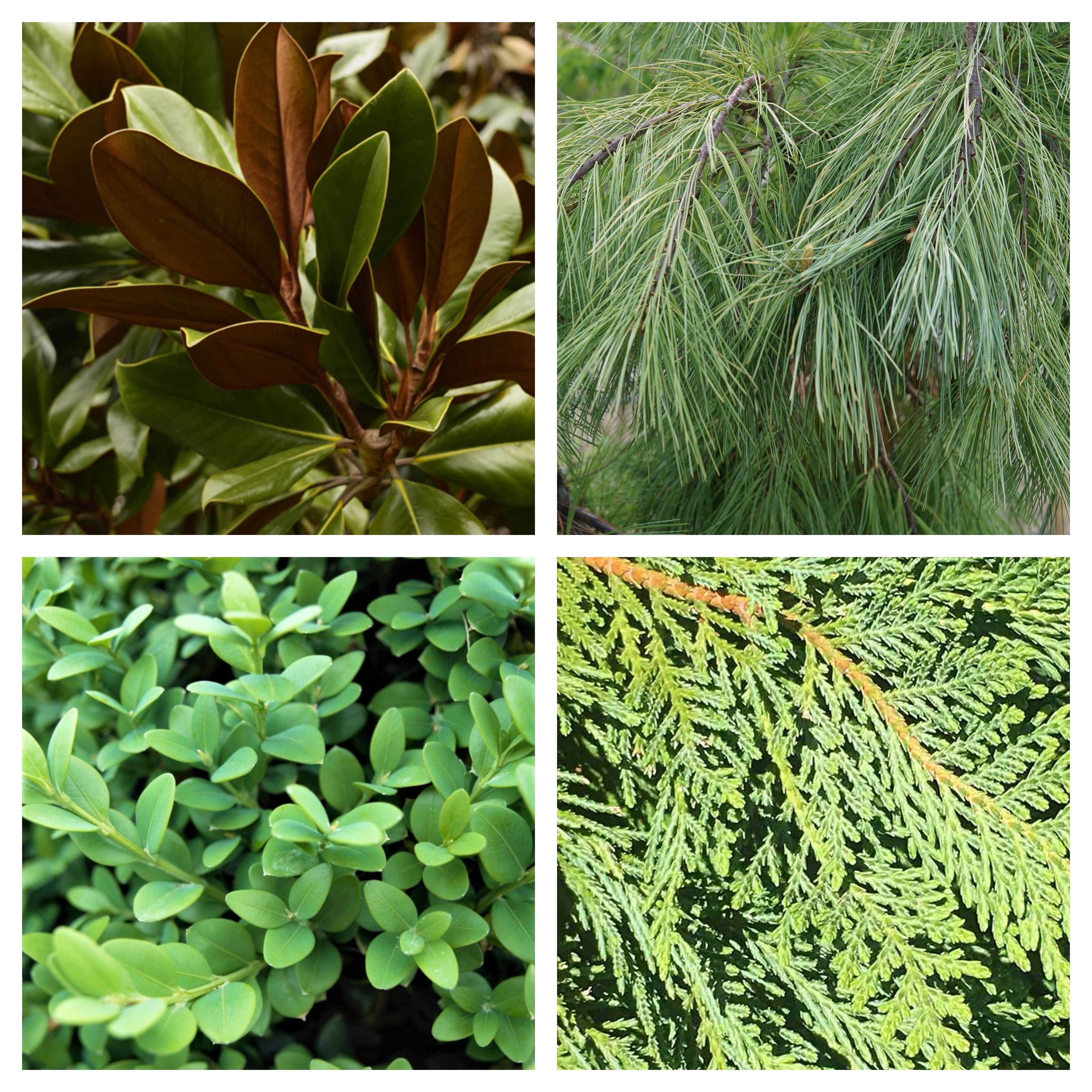 Winter Greenery Bulk Bundle