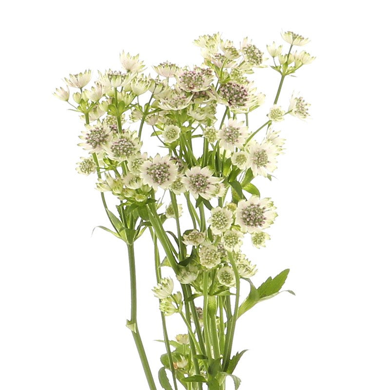 Astrantia