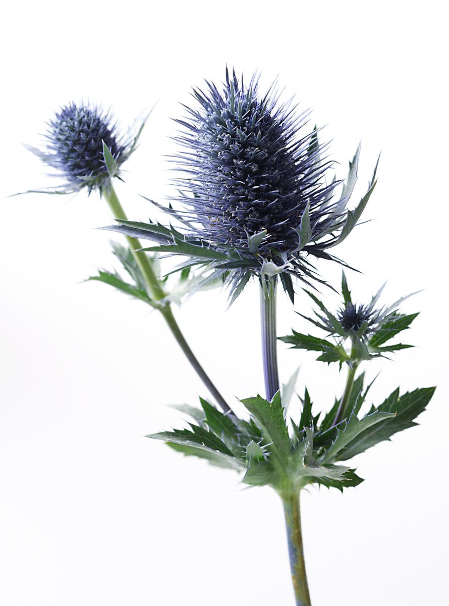 Thistle Blue