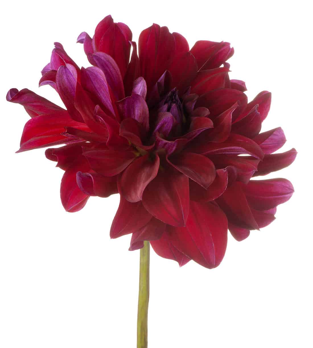 Dahlia Burgundy